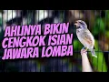 Download Lagu AHLINYA BIKIN CENGKOK ISIAN JAWARA - MASTERAN BLACKTHROAT GACOR SUARA JERNIH LAGU LELAH MERDU MP3