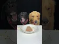 Download Lagu My Black Brother Doesn't Like Eating Carrots Very Much. Golden and Labrador. Cute Pet Debut Plan