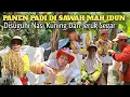 Download Lagu Panen Padi Di Sawah Mamah Idun|DiSuguhi Nasi Kuning Raos Pisan #pedesaan #kampung #alam #panenpadi