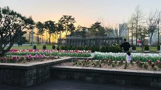 FAMILY| sunset FLOWERS 💐