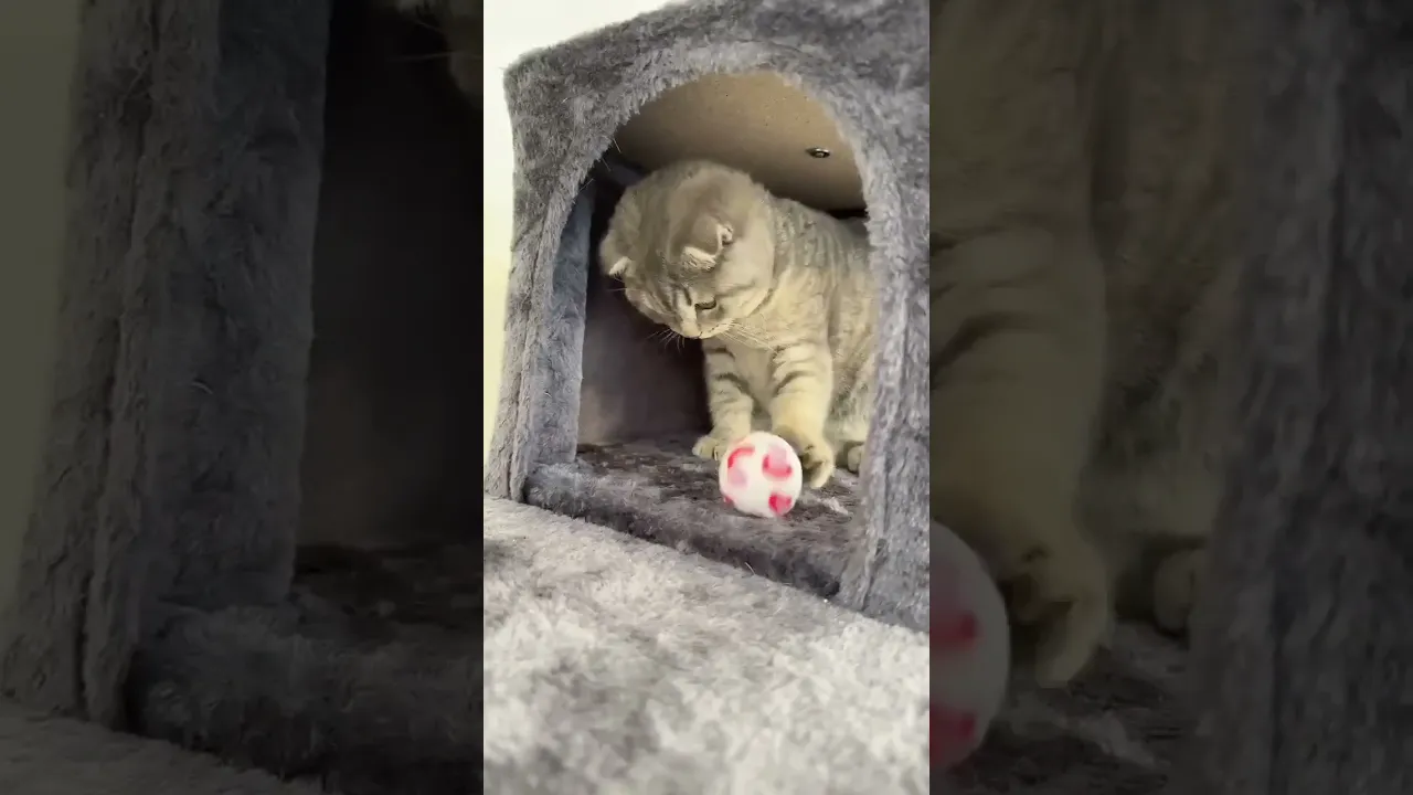 動画