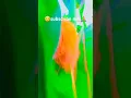 Download Lagu #desi look #new haryanvi# tiranding short video #indian #village #king