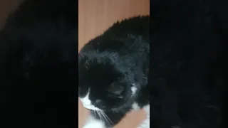 Vasilisa Found Herself A New Cave Pets Cat Mycat Cats Cat Cats 