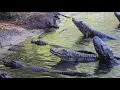 Gator Mating Calls
