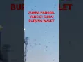 Download Lagu SP YANG DISUKAI WALET#suarapanggilwalet#suarainapwalet