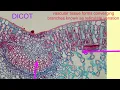 MONOCOT VS DICOT LEAVES