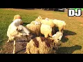 Download Lagu DJ KAMBING SAYA