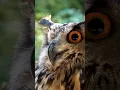 Download Lagu Amazing Owl Sound 🦉| Dangerous owl #shorts