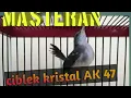 masteran ciblek kristal AK 47 !!! full bren rapat ngonci