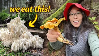 hunt u0026 cook foraging wild mushrooms we find bear s head u0026 chanterelles 