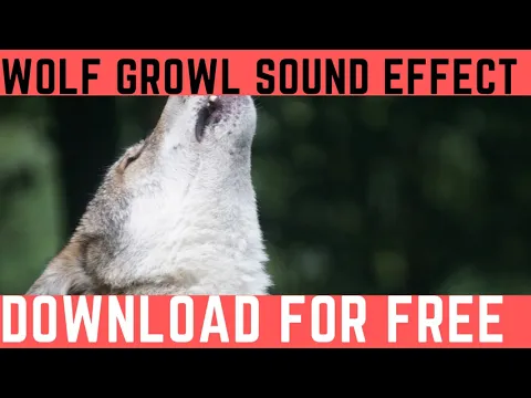 Download MP3 Wolf Growl Sound Effect –The 20 Best Wolves Howling Ringtone (Mp3 Free Download)