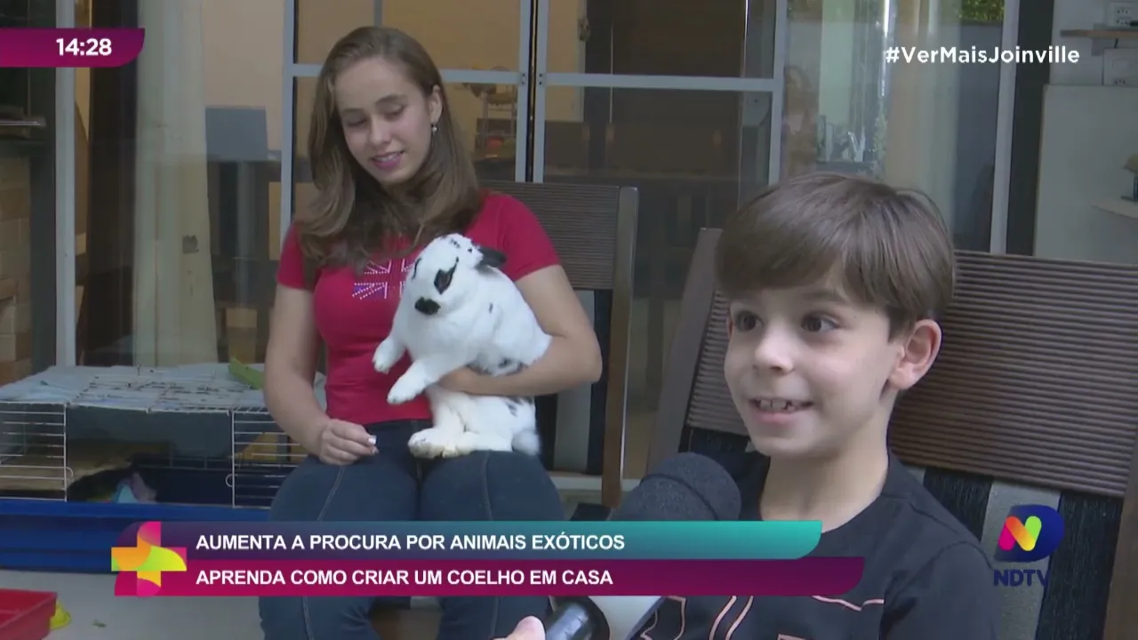 Aumenta a procura por animais exóticos, aprenda como criar um coelho em casa