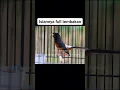 Murai batu gacor full isian tembakan
