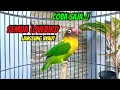 Download Lagu BERKAT SUARANYA SEMUA LOVEBIRD LANGSUNG IKUT BUNYI, Suara Burung Lovebird Ngekek Panjang