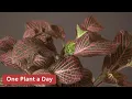 Download Lagu Fittonia albivenis (Nerve Plant) Houseplant Care — 223 of 365