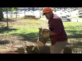 Free firewood in Danville