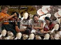 Download Lagu Mencari rejeki di tengah hujan seharian masak pempek jamur makan bersama hidup di hutan