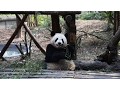Chinese conservation program uses panda diplomacy to raise awareness