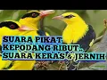 Download Lagu SUARA PIKAT KEPODANG RIBUT. AMPUH UNTUK MIKAT