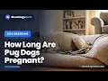 How Long Are Pug Dogs Pregnant Gestation Timeline Symptoms C-Section Risks