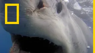 خاص القروش التوقعات هجمات القرش ناشونال جيوغرافيك أبوظبي 