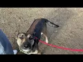 KPRC 2 Pet Project Meet Crush the pup who will love you for a long time