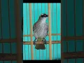 Download Lagu SUARA PIKAT BURUNG TERUCUK/TRUCUK BETINA  DIJAMIN AMPUH   BUKTIKAN SENDIRI