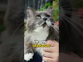Download Lagu How to address and manage aggressive behavior in cats