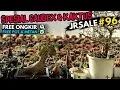 Download Lagu Yuhuu Sale Tanaman Caudex  \u0026 Kaktus Jsale 96