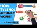 This Is How Tylenol ACTUALLY Works Acetaminophen Explained