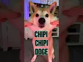 Download Lagu Chipi Chipi Chapa Chapa Doge ULTIMATE MEME MASHUP 4 #doge #cutenessoverload #memes