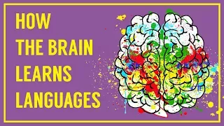 How the Brain Learns Languages
