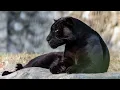 Download Lagu Black panther sound effect, loudly roaring hissing and growling, big cat scares, animal sounds, free