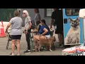 City of Buffalo Animal Shelter holds fundraiser