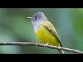 Download Lagu Suara Burung Sikatan Kepala Abu (Grey-headed canary-flycatcher)