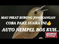 Download Lagu suara mp3 burung jongkangan
