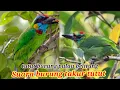 Download Lagu SUARA BURUNG TAKUR TUTUT ,/ BURUNG TUTUT@Huntersekaputalam