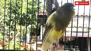 masteran untuk kenari muda 