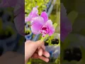 Download Lagu Untuk order anggrek bisa langsung hubungi nomer admin ya #orchid #bicaraanggrek #flowers #plants