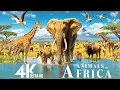 Download Lagu African Wildlife 4K🌿The Great Migration Scene - Explore wild animals with soothing relaxing music