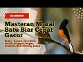 Download Lagu Masteran Murai batu untuk lomba