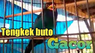 Download Tengkek buto gacor dor paling gampang masuk ke burung MP3