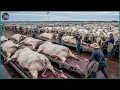 Massive Processing Scale - How Australians Process 9 1 Million Cattle Every Year