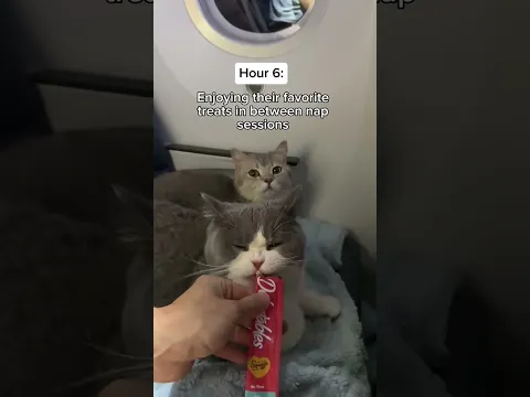 Meet Louise & His Sister the traveling Kitties 😸