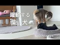 Download Lagu とある日の花さん一人舞台