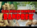 Download Lagu cara membuat bandrek dengan mudah