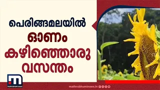 തലയെടുപ്പോടെ 20,000 സൂര്യകാന്തി പൂക്കൾ! തലസ്ഥാനത്തുകാർക്ക് ഇത് ഓണം കഴിഞ്ഞൊരു ഓണം