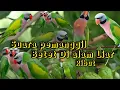 Download Lagu SUARA BURUNG BETET DI ALAM LIAR RIBUT AUTO NYAMBER || cocok untuk pikat dan pemanggil