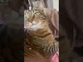Shelter pets are the state pets of Kentucky