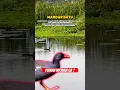 Burung atau bebek ? Inilah burung mandar batu #shortsvideo #beranda #shorts #hewan #burung #birds